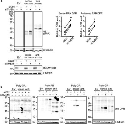 Loss of TMEM106B exacerbates C9ALS/FTD DPR pathology by disrupting autophagosome maturation